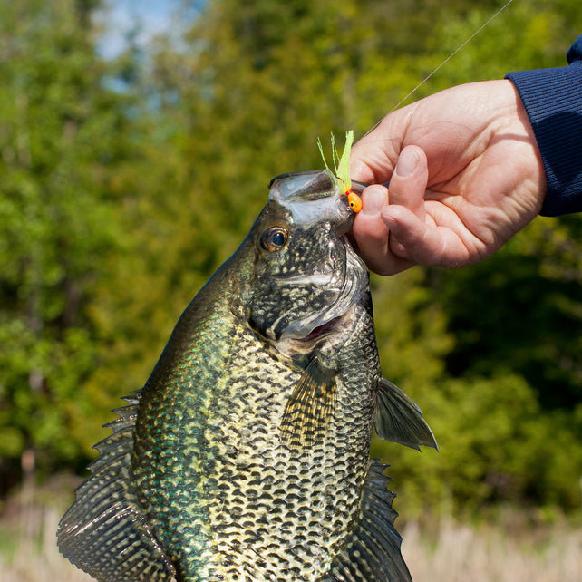 Crappie Baits