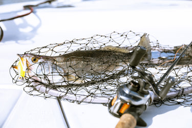 Inshore Baits