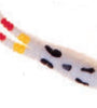 Betts Spin 1/32 Value Pack Grub White Coach Dog