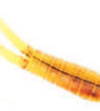 Betts Spin 1/32 Value Pack Grub Orange Craw Glitter